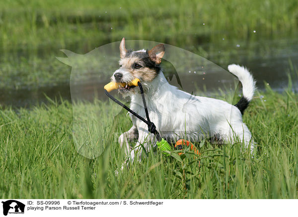 spielender Parson Russell Terrier / playing Parson Russell Terrier / SS-09996