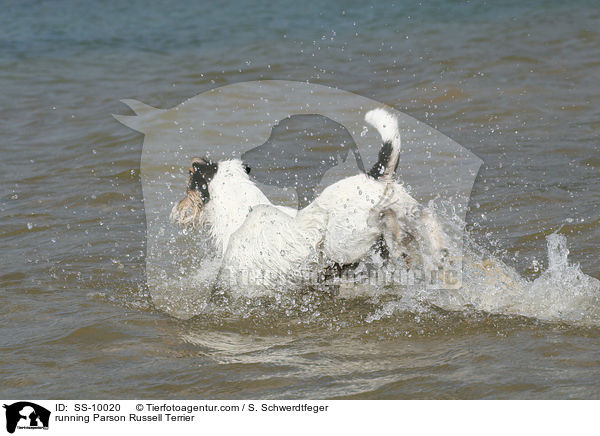 rennender Parson Russell Terrier / running Parson Russell Terrier / SS-10020