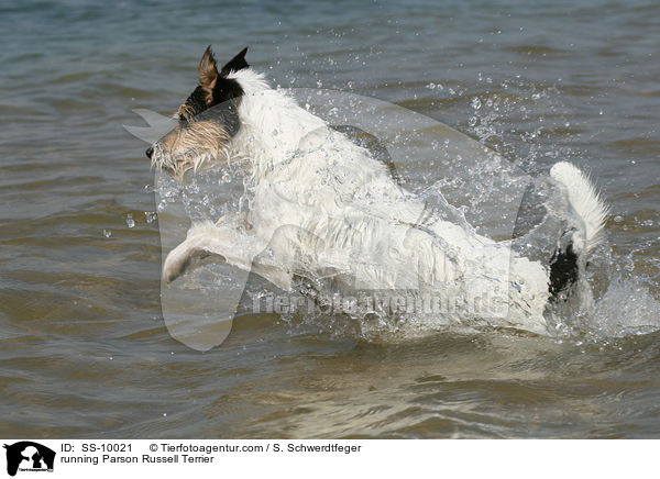 rennender Parson Russell Terrier / running Parson Russell Terrier / SS-10021