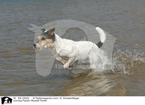 rennender Parson Russell Terrier / running Parson Russell Terrier / SS-10022