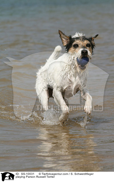 spielender Parson Russell Terrier / playing Parson Russell Terrier / SS-10031