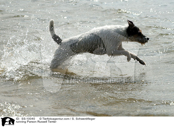 rennender Parson Russell Terrier / running Parson Russell Terrier / SS-10040