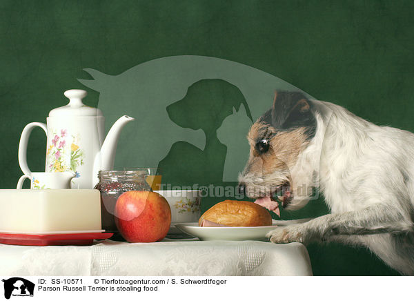 Parson Russell Terrier klaut Futter vom Tisch / Parson Russell Terrier is stealing food / SS-10571