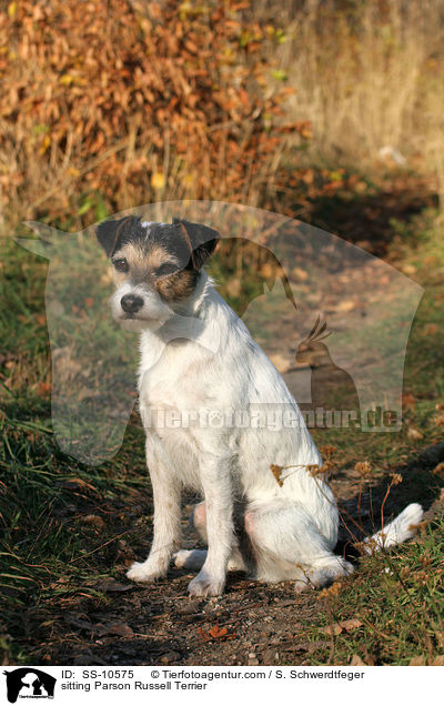 sitzender Parson Russell Terrier / sitting Parson Russell Terrier / SS-10575