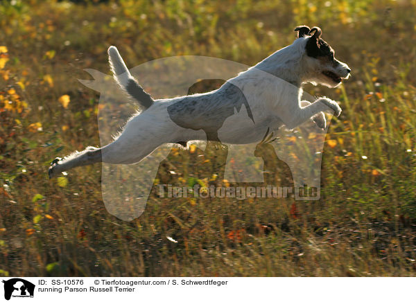 rennender Parson Russell Terrier / running Parson Russell Terrier / SS-10576