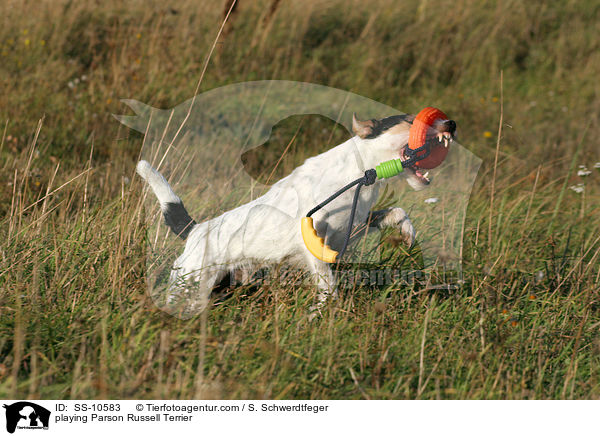 spielender Parson Russell Terrier / playing Parson Russell Terrier / SS-10583