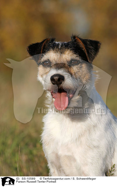 Parson Russell Terrier Portrait / Parson Russell Terrier Portrait / SS-10589