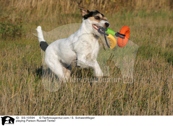 spielender Parson Russell Terrier / playing Parson Russell Terrier / SS-10594