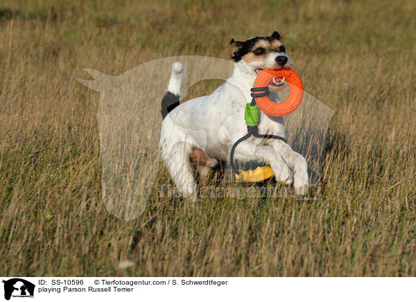 spielender Parson Russell Terrier / playing Parson Russell Terrier / SS-10596