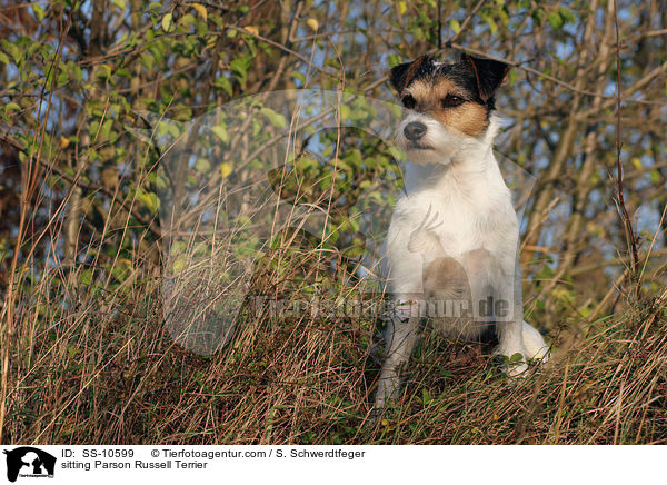 sitzender Parson Russell Terrier / sitting Parson Russell Terrier / SS-10599