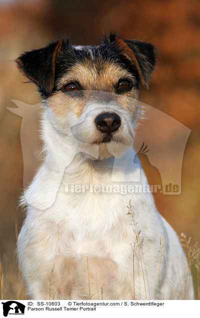 Parson Russell Terrier Portrait / Parson Russell Terrier Portrait / SS-10603