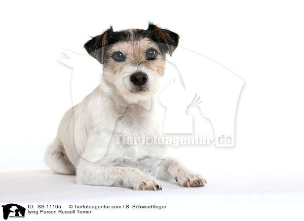 liegender Parson Russell Terrier / lying Parson Russell Terrier / SS-11105