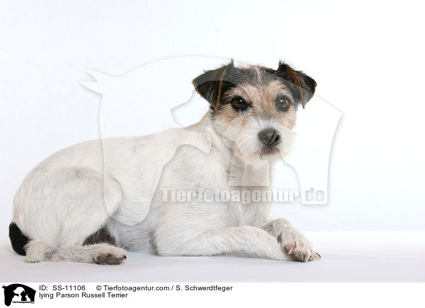 liegender Parson Russell Terrier / lying Parson Russell Terrier / SS-11106