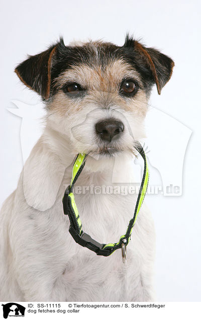 Hund apportiert Leuchthalsband / dog fetches dog collar / SS-11115