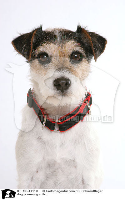 Hund trgt Halsband / dog is wearing collar / SS-11119