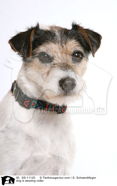 Hund trgt Klickhalsband / dog is wearing collar / SS-11120