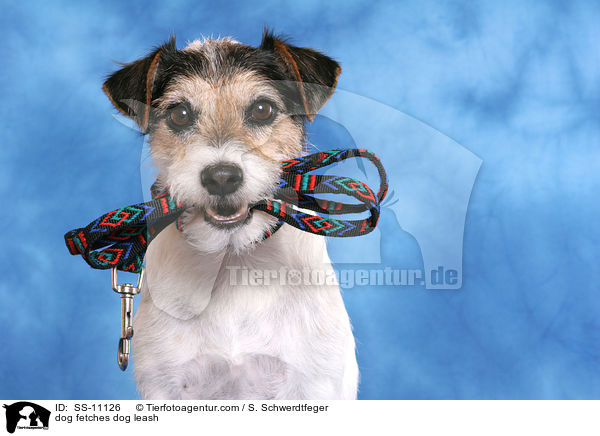 Hund apportiert Hundeleine / dog fetches dog leash / SS-11126