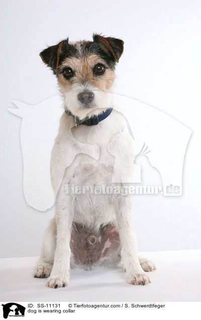 Hund trgt Halsband / dog is wearing collar / SS-11131