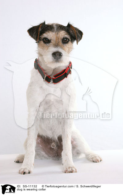 Hund trgt Halsband / dog is wearing collar / SS-11132