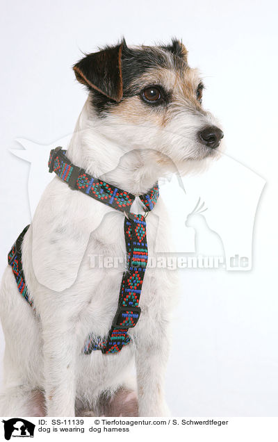 Hund trgt Geschirr / dog is wearing  dog harness / SS-11139