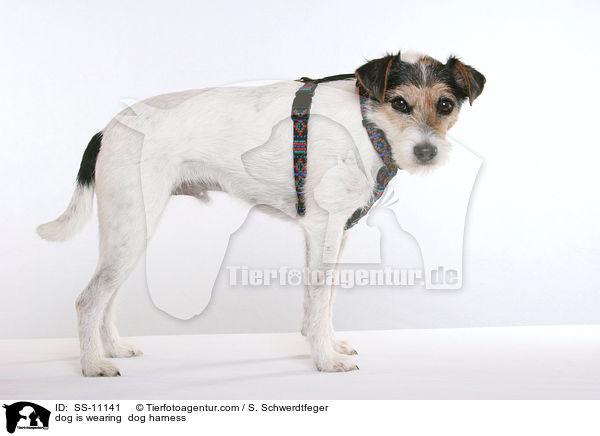 Hund trgt Geschirr / dog is wearing  dog harness / SS-11141