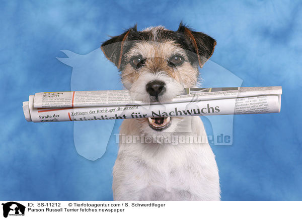 Parson Russell Terrier apportiert Zeitung / Parson Russell Terrier fetches newspaper / SS-11212