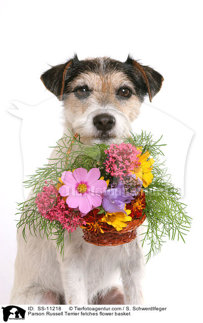 Parson Russell Terrier apportiert Blumenkorb / Parson Russell Terrier fetches flower basket / SS-11218
