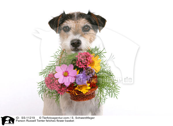 Parson Russell Terrier apportiert Blumenkorb / Parson Russell Terrier fetches flower basket / SS-11219