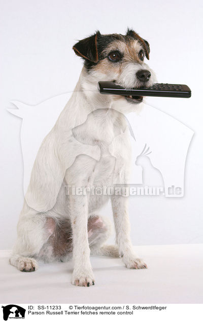 Parson Russell Terrier apportiert Fernbedienung / Parson Russell Terrier fetches remote control / SS-11233