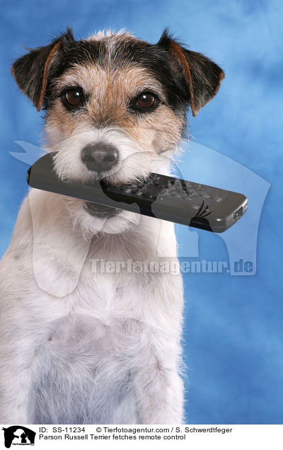 Parson Russell Terrier apportiert Fernbedienung / Parson Russell Terrier fetches remote control / SS-11234