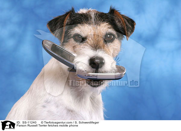 Parson Russell Terrier apportiert Handy / Parson Russell Terrier fetches mobile phone / SS-11240