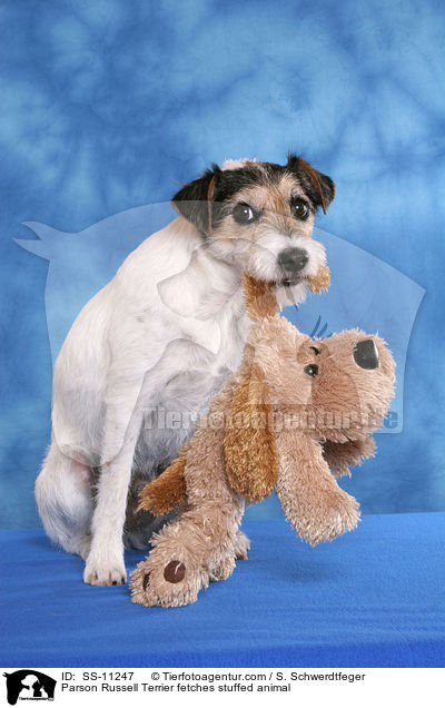 Parson Russell Terrier fetches stuffed animal / SS-11247