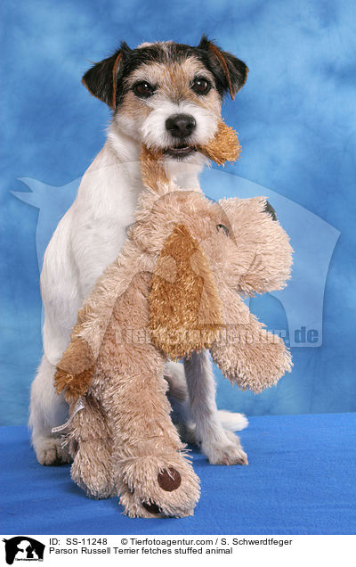 Parson Russell Terrier fetches stuffed animal / SS-11248