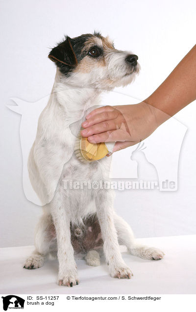 Hund wird gebrstet / brush a dog / SS-11257