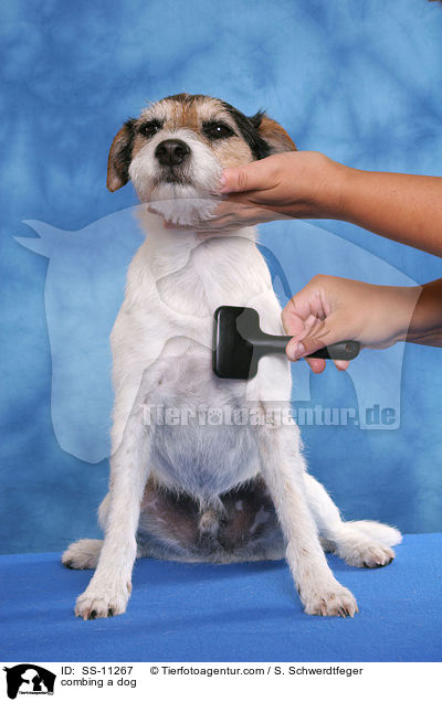 Hund wird gebrstet / combing a dog / SS-11267