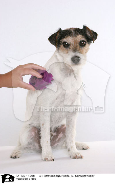 Massage mit Massagestriegel / massage a dog / SS-11268