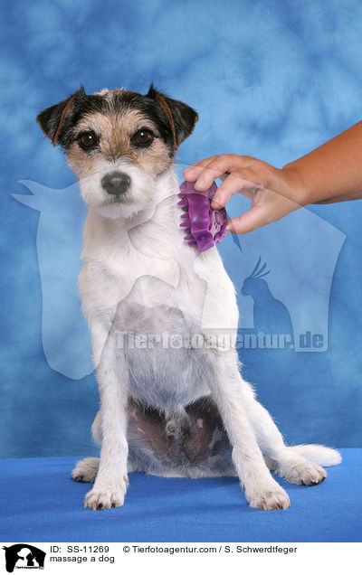 Massage mit Massagestriegel / massage a dog / SS-11269