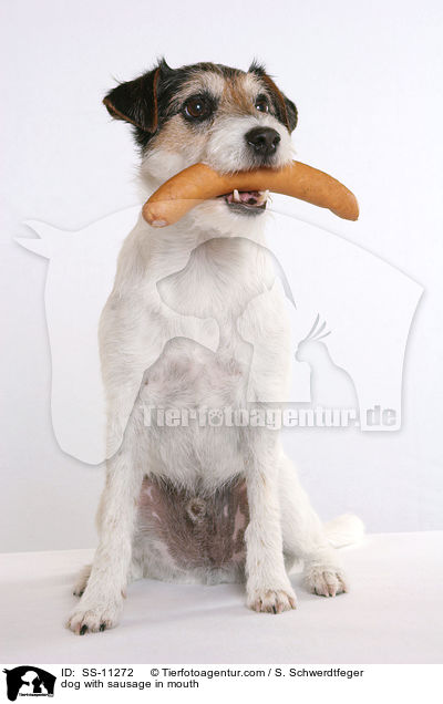 Hund mit Wrstchen im Maul / dog with sausage in mouth / SS-11272