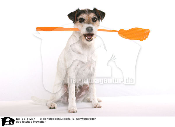 Parson Russell Terrier apportiert Fliegenklatsche / dog fetches flyswatter / SS-11277