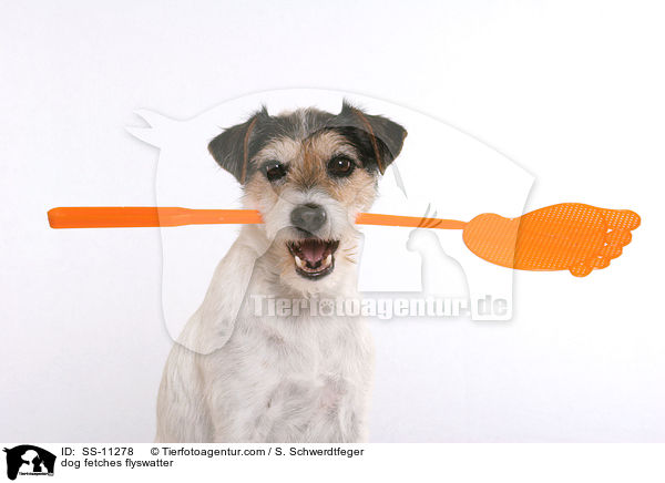 dog fetches flyswatter / SS-11278
