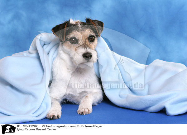 liegender Parson Russell Terrier / lying Parson Russell Terrier / SS-11292