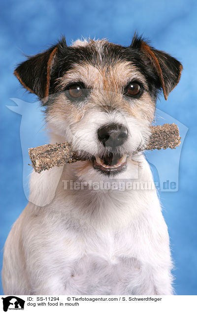 dog with food in mouth / SS-11294