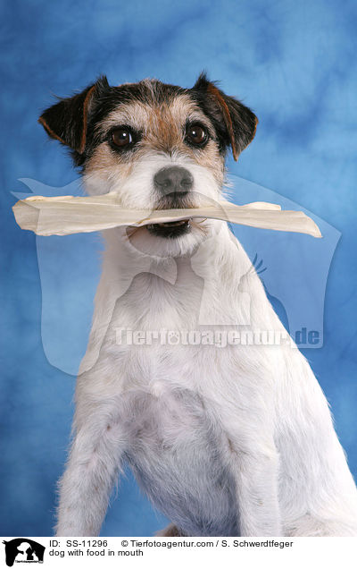 dog with food in mouth / SS-11296
