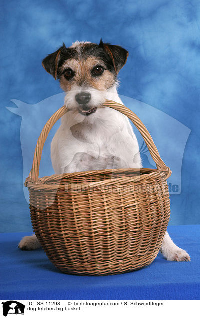 dog fetches big basket / SS-11298