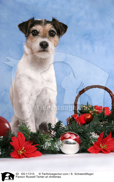 Parson Russell Terrier zu Weihnachten / Parson Russell Terrier at christmas / SS-11310