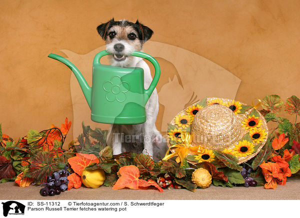 Parson Russell Terrier fetches watering pot / SS-11312