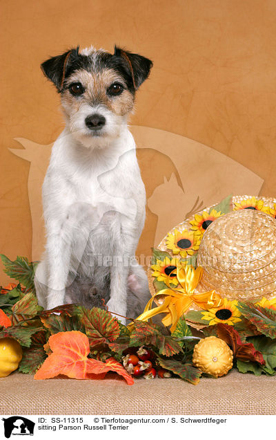 sitzender Parson Russell Terrier / sitting Parson Russell Terrier / SS-11315