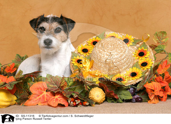 liegender Parson Russell Terrier / lying Parson Russell Terrier / SS-11316