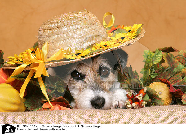 Parson Russell Terrier mit Sonnenhut / Parson Russell Terrier with sun hat / SS-11319
