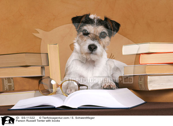Parson Russell Terrier vor Bchern / Parson Russell Terrier with books / SS-11322
